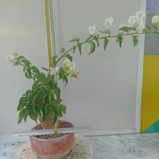 Buganvilla en maceta