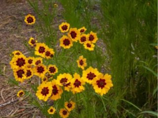 Semillas de flores anteojos de poeta