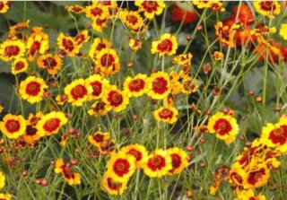 Semillas de flores anteojos de poeta
