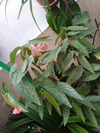 Maceta Begonia Angel Wing con flores.Bonita