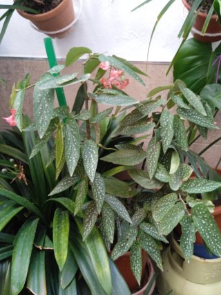 Maceta Begonia Angel Wing con flores.Bonita