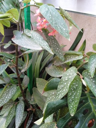 Maceta Begonia Angel Wing con flores.Bonita