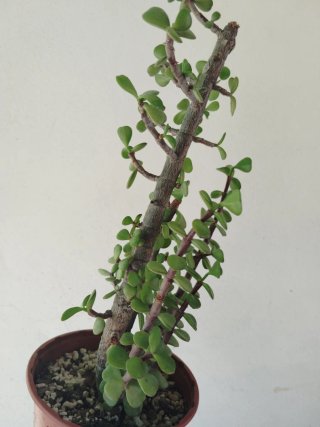 Portulacaria Afra Planta Suculenta