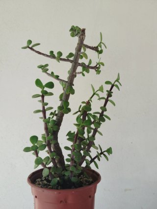 Portulacaria Afra Planta Suculenta
