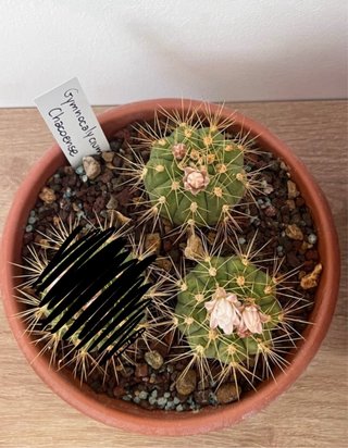 2x Gymnocalycium chacoense