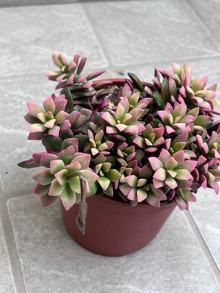 Anacampseros Rufescens Variegata Pianta