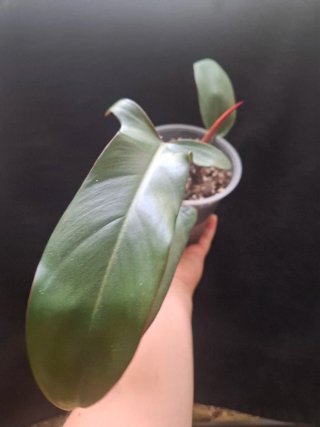 Philodendron hastatum planta