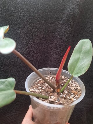 Philodendron hastatum planta