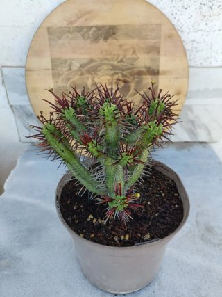 Euphorbia enopla
