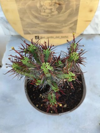 Euphorbia enopla