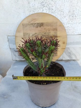 Euphorbia enopla