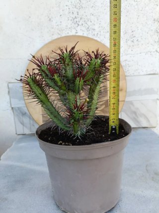 Euphorbia enopla