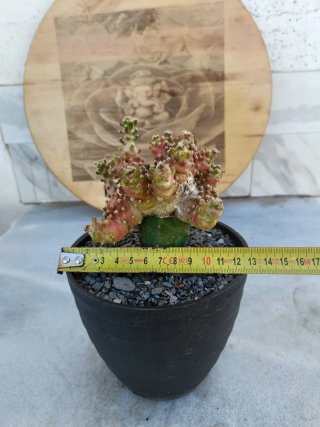 Cactus injertado