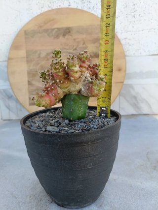 Cactus injertado
