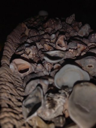 Varietà di conchiglie marine