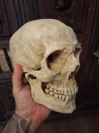 Craneo Humano Realista