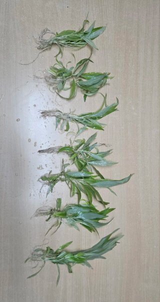Plantas Acuario Hygrophila