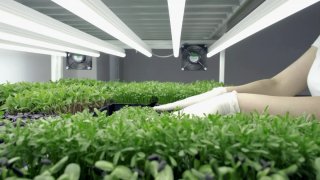 Negocio Cultivo Microgreens Completo