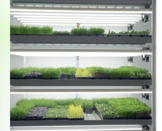Negocio Cultivo Microgreens Completo