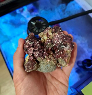 Coralero/Roca Magnética Frag rack Acuario Marino
