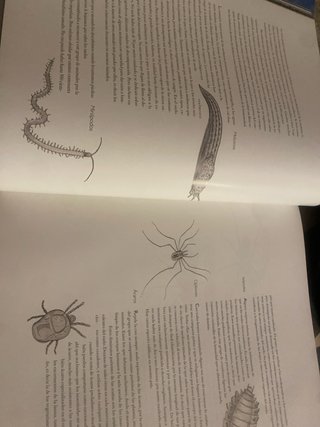 Las Raíces de la Tierra