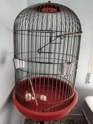 Jaula para loro con soporte