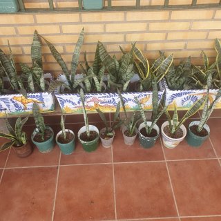 Maceta decorada con planta