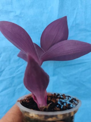 Tradescantia pallida Biltmore Bimbo "KARTUZ GIANT"
