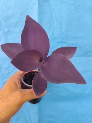 Tradescantia pallida Biltmore Bimbo "KARTUZ GIANT"