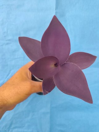 Tradescantia pallida Biltmore Bimbo "KARTUZ GIANT"