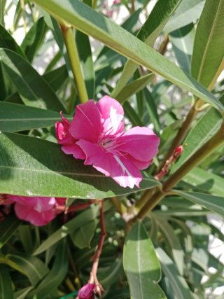 Planta de Adelfa Rosa