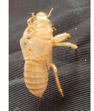 Esoscheletro Cicala Ninfa Exuvia