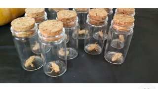 Esoscheletro Cicala Ninfa Exuvia