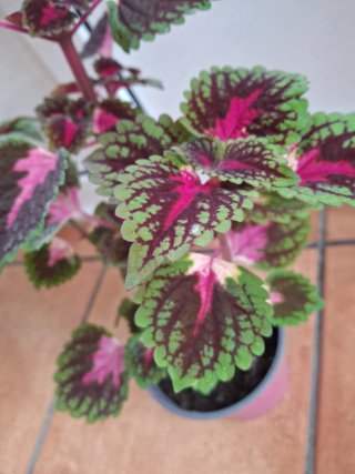 Planta Coleo decorativa