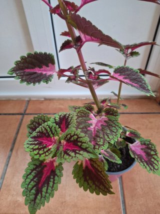 Planta Coleo decorativa