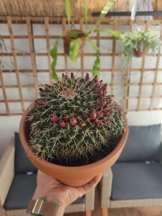 Semillas mammillaria