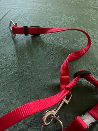 Pettorina con cintura per auto gatto