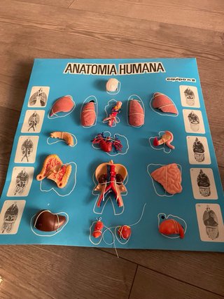 Juego Anatomía Humana Desmontable