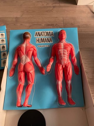 Juego Anatomía Humana Desmontable
