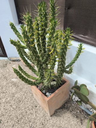 Cactus grande con maceta cuadrada