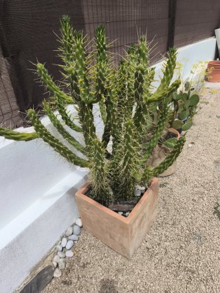 Cactus grande con maceta cuadrada