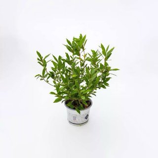 Laurus nobilis alloro ragu piccola