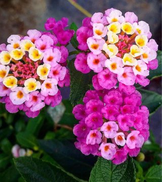 Semillas Lantana Camara Rosa variedad Bandana Pink