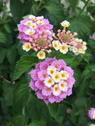 Semillas Lantana Camara Rosa variedad Bandana Pink