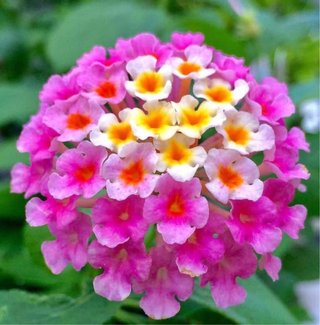 Semillas Lantana Camara Rosa variedad Bandana Pink