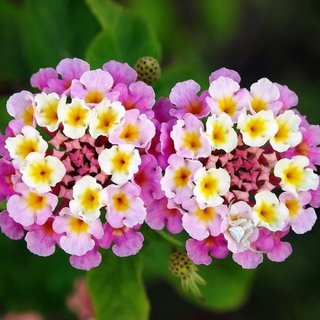 Semillas Lantana Camara Rosa variedad Bandana Pink