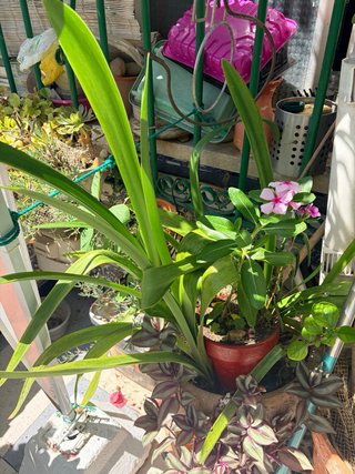 Plantas suculentas variadas desde 4€