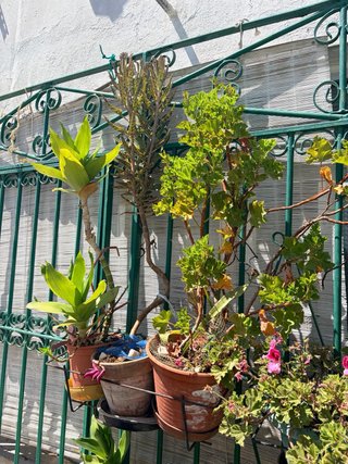 Plantas suculentas variadas desde 4€