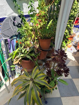Plantas suculentas variadas desde 4€