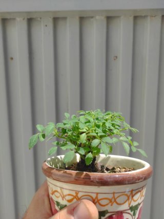 Mini rosal japonés